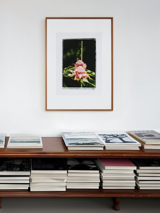 Wild Ginger, Limited Edition C-type print