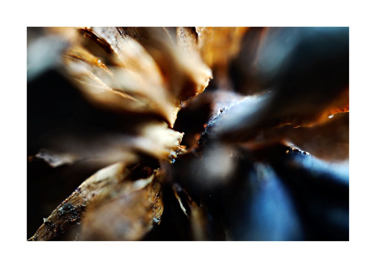 Abstract Pinecone Photography 02 (LIMITED EDITION OF 15) by Richard Vloemans