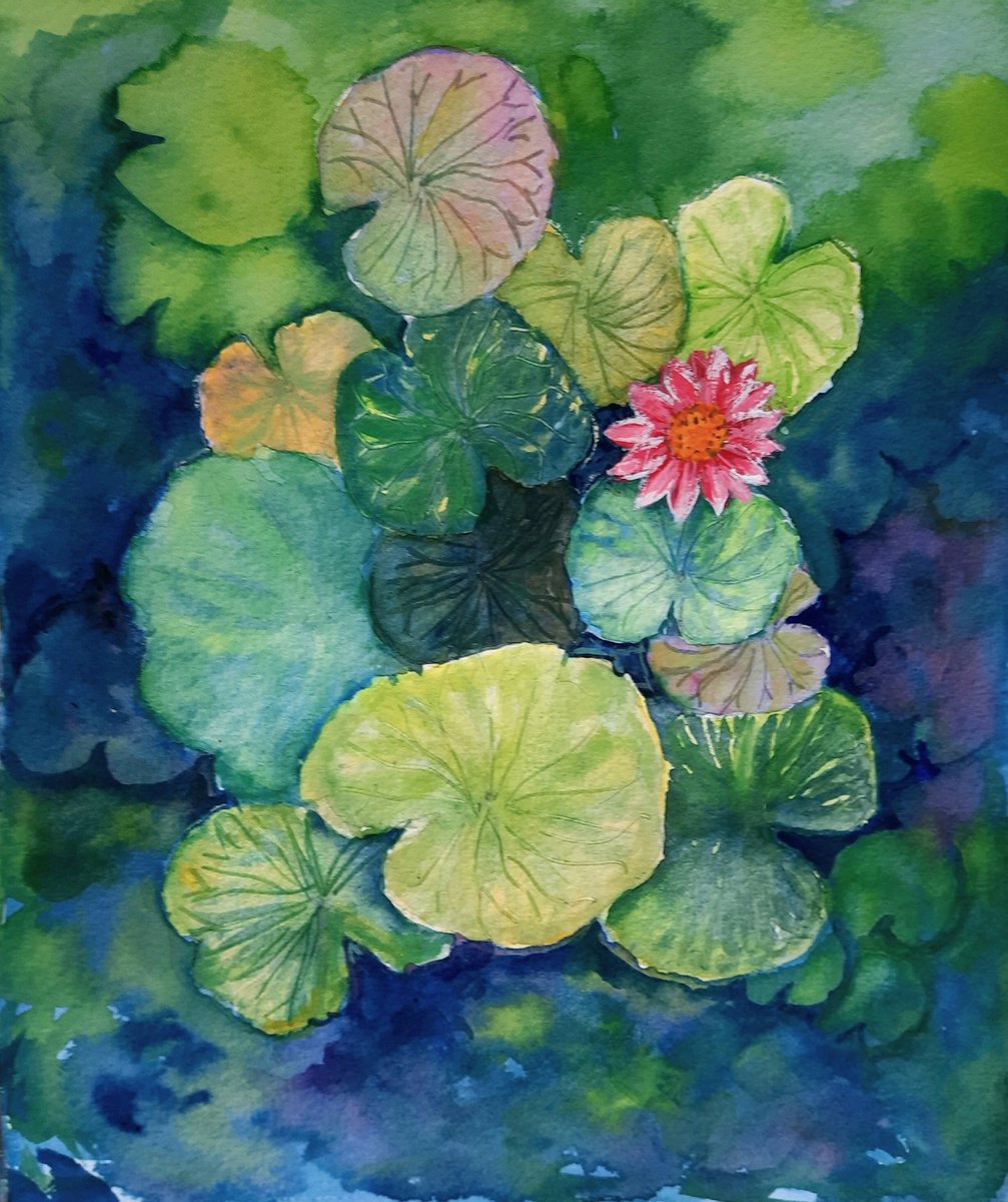 Lotus Pond - Watercolour Water Lilies on paper 9.75x 11.7 by Asha Shenoy