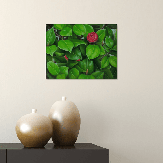 Blooming Camellias