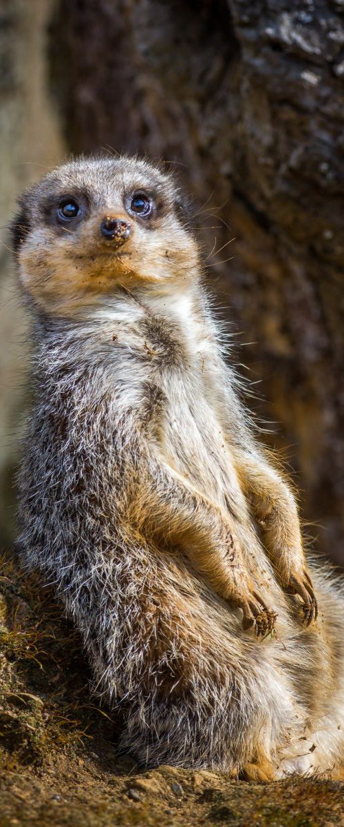 Meerkat I by Kevin Standage