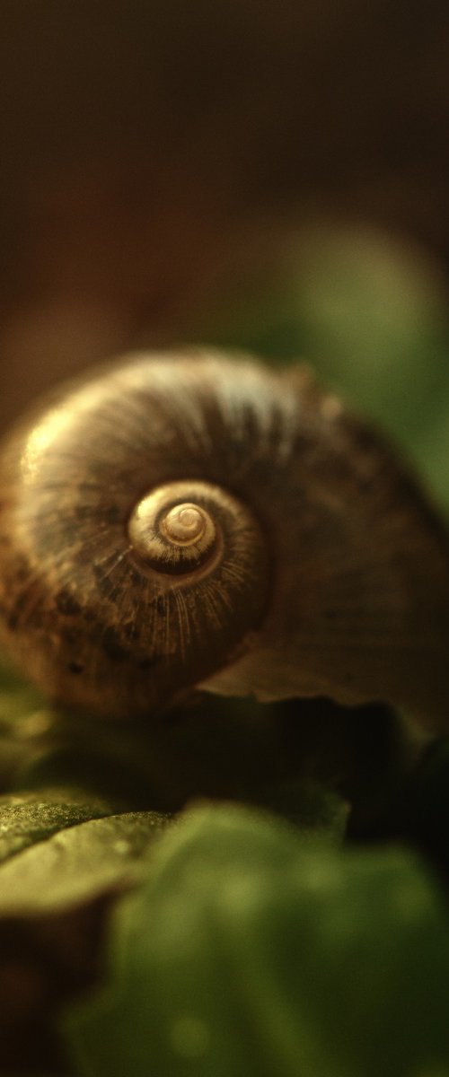 Fragile Treasure - studio edition by Inna Etuvgi