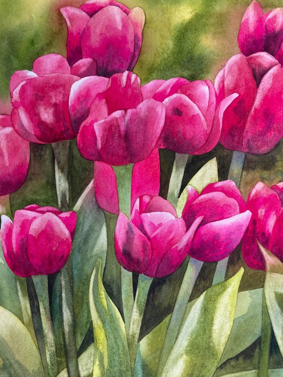 Spring Tulips