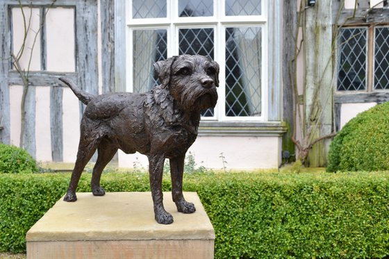 Standing Border Terrier BR