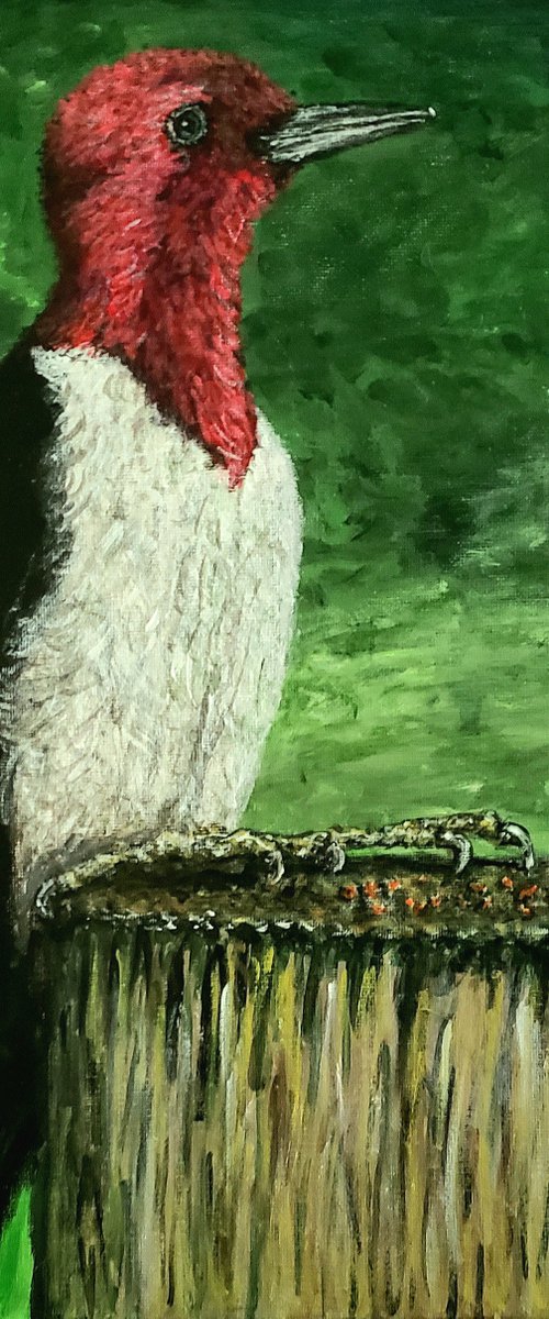 Red Headed Woodpecker by Robbie Potter