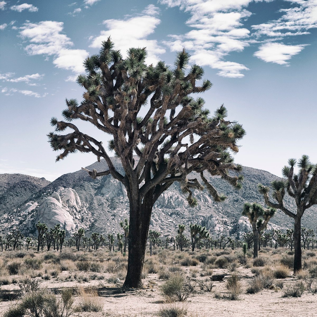 Photorealistic Landscape Photograph By Heike Bohnstengel, 16 X 16, Joshua Tree, Original Artwork