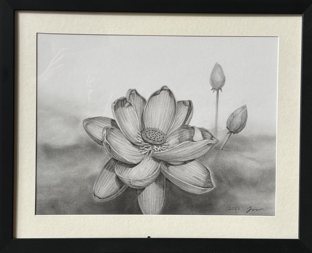 Photorealistic Botanical Pencil Drawing By Sun-Hee Jung, 21 X 17", Lotus Flower, Original Artwork
