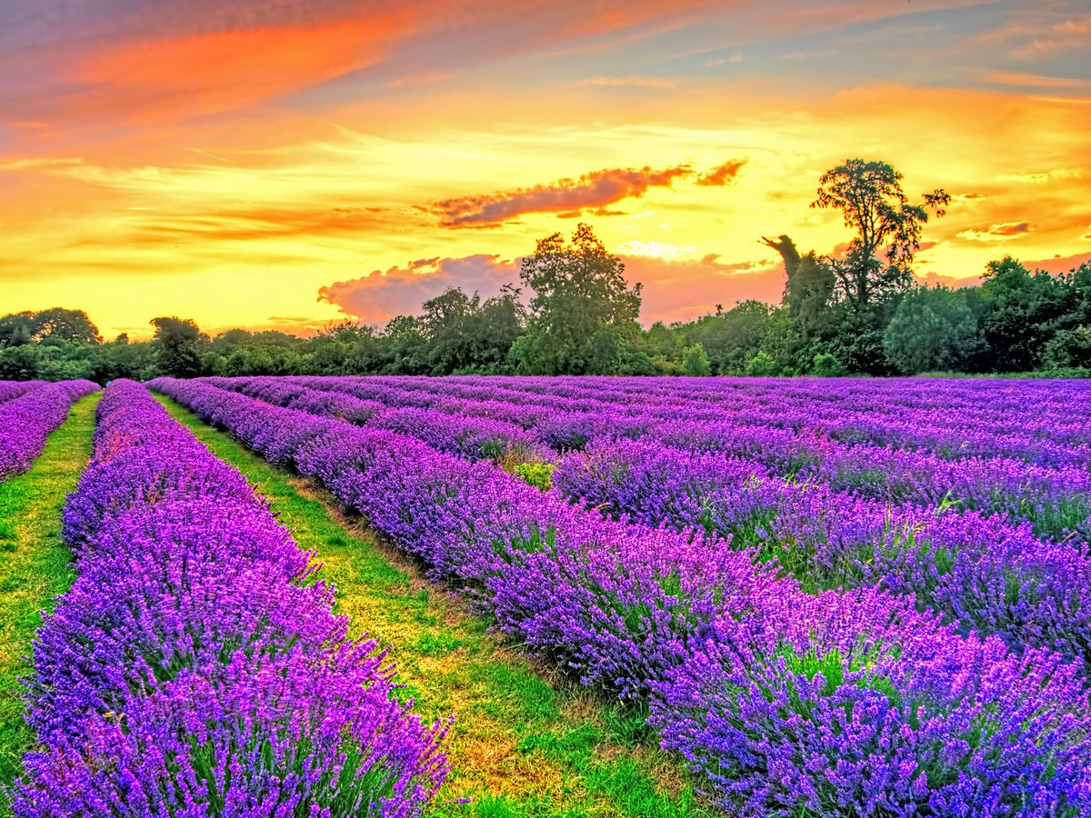 Sunset over Lavender Fields by Paul Englefield
