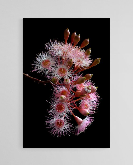 Pink Corymbia Ficifolia Flowers
