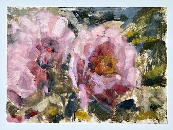 Peonies in Spring