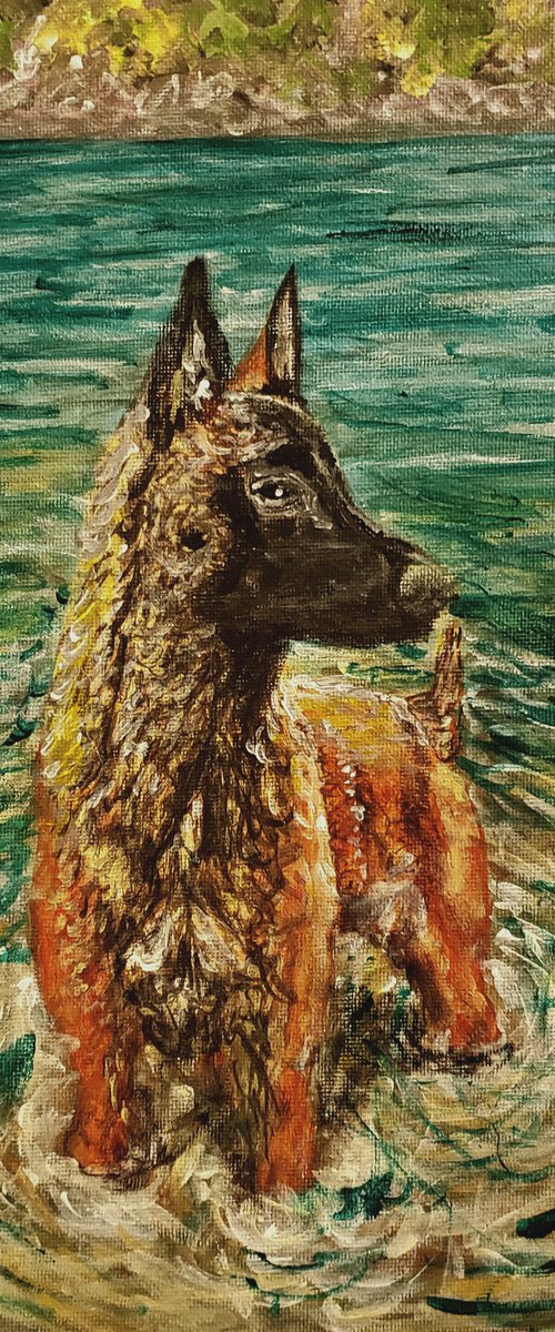 Malinois Paddle by Robbie Potter
