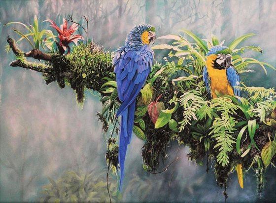 Blue and Yellow Macaws