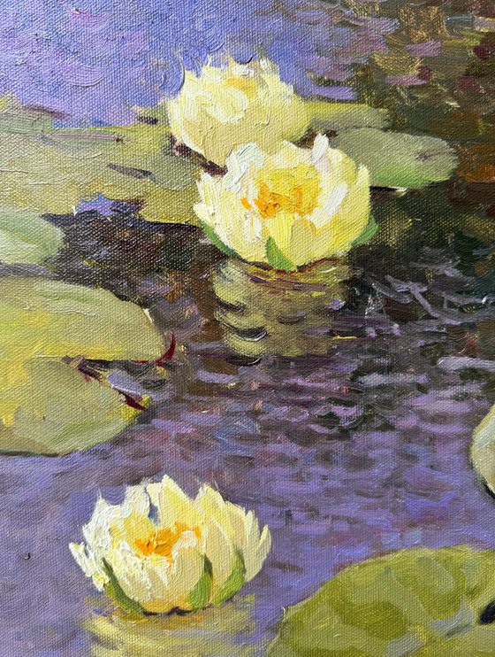 Water Lilies