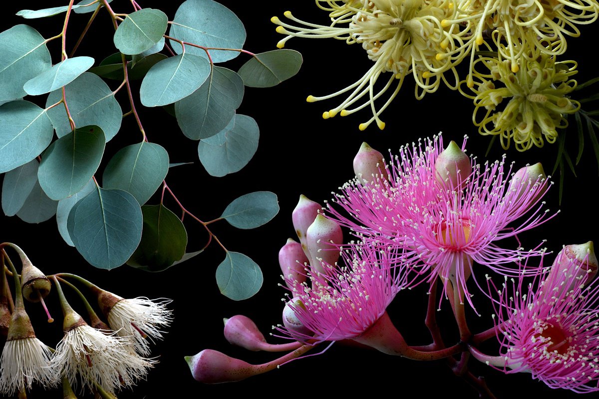 Photorealistic Photograph , Colours Of Australia By Nadia Culph, 35 X 24, Artwork For Sale On Artfinder
