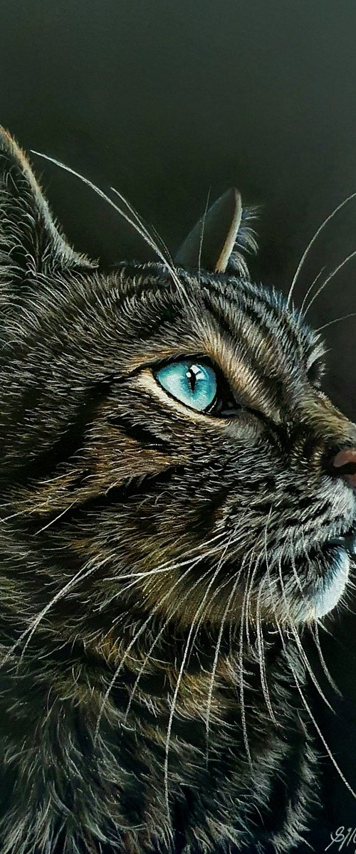 Blue Eyes by Silvia Frei