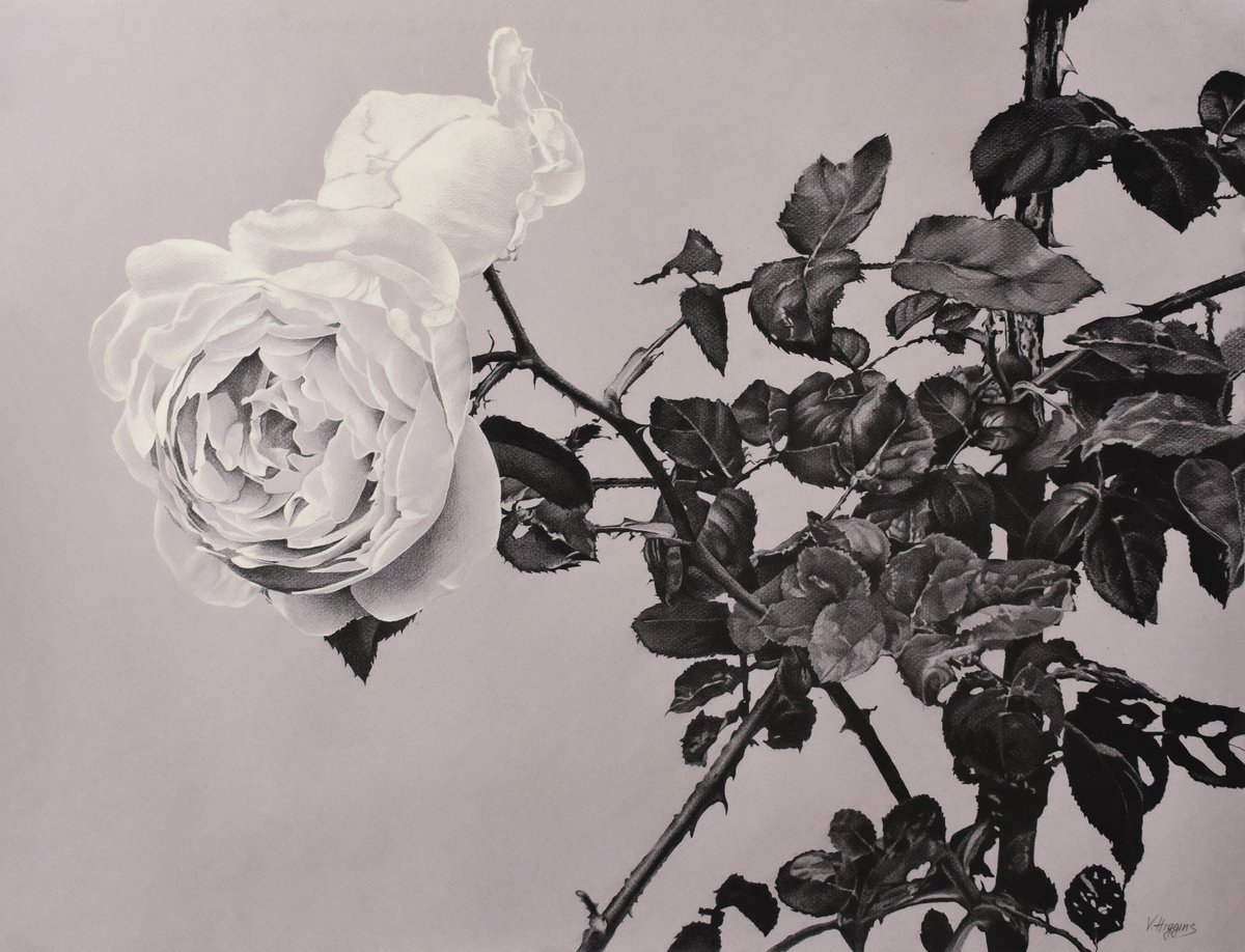 Getty Rose. by Vera Higgins