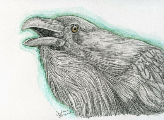 Raven Crow Bird Wildlife Art Original Drawing 7 x 9 -Carla Smale