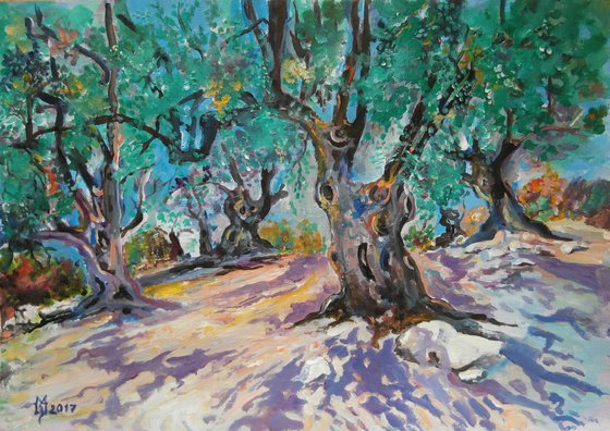 OLD OLIVES II 36.5 x 25.5 cm