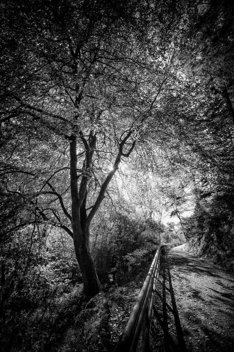 Photorealistic Photograph , Cardinham Woods By Paul Nash, 16 X 24, Artwork For Sale On Artfinder