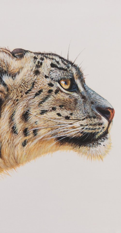 Snow leopard portrait 2 by Norma Beatriz Zaro