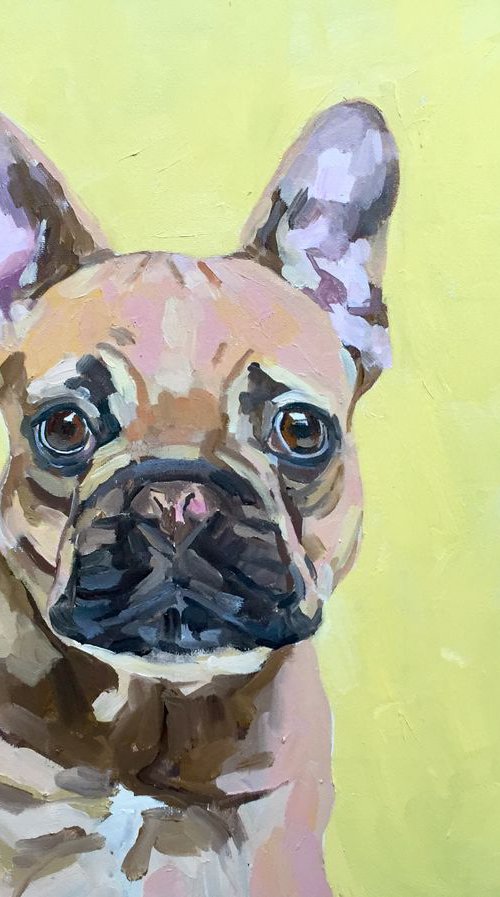Hercules the French bulldog by Katharine Rowe