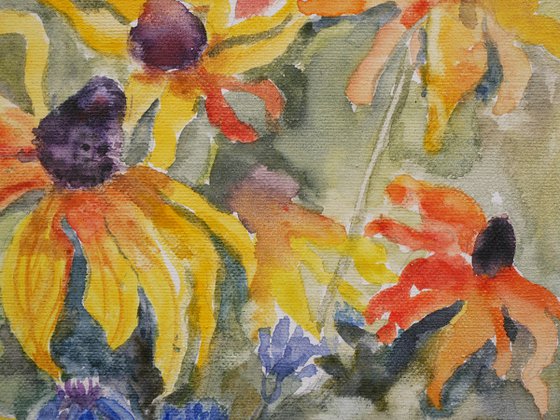 Wildflower Meadow: Rudbeckia & Cornflowers
