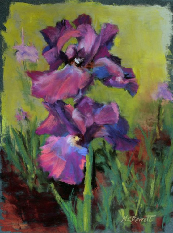 Purple Iris