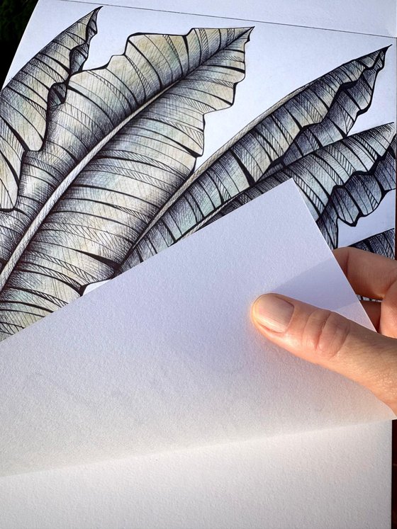 BANANA LEAVES DRAWING