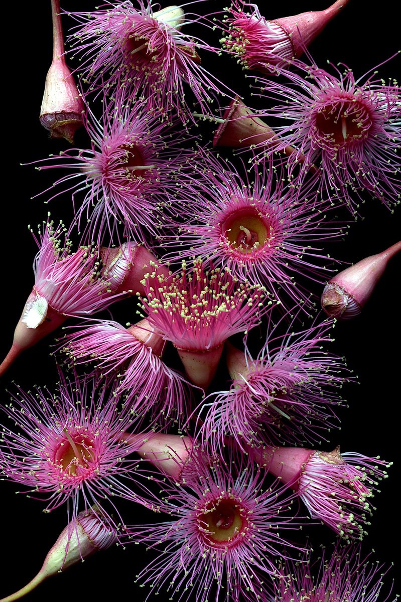 Photorealistic Photograph , Pink Corymbia Flowers By Nadia Culph, 24 X 35, Artwork For Sale On Artfinder