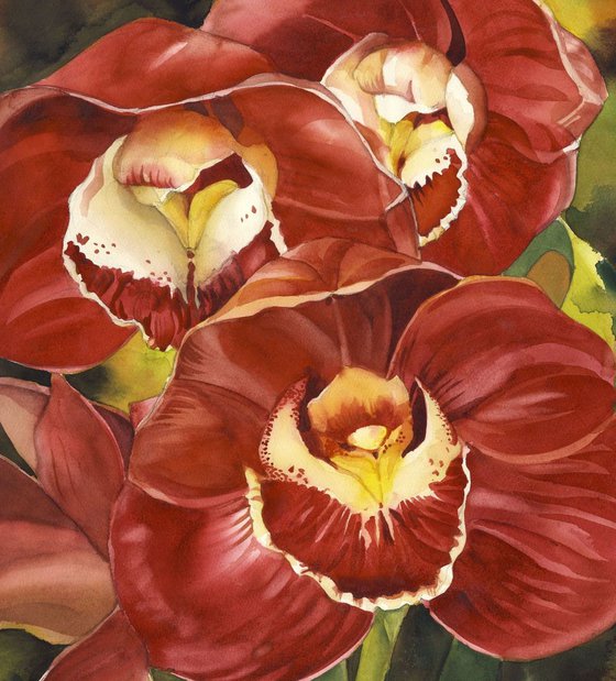 Red Cymbidium Orchid
