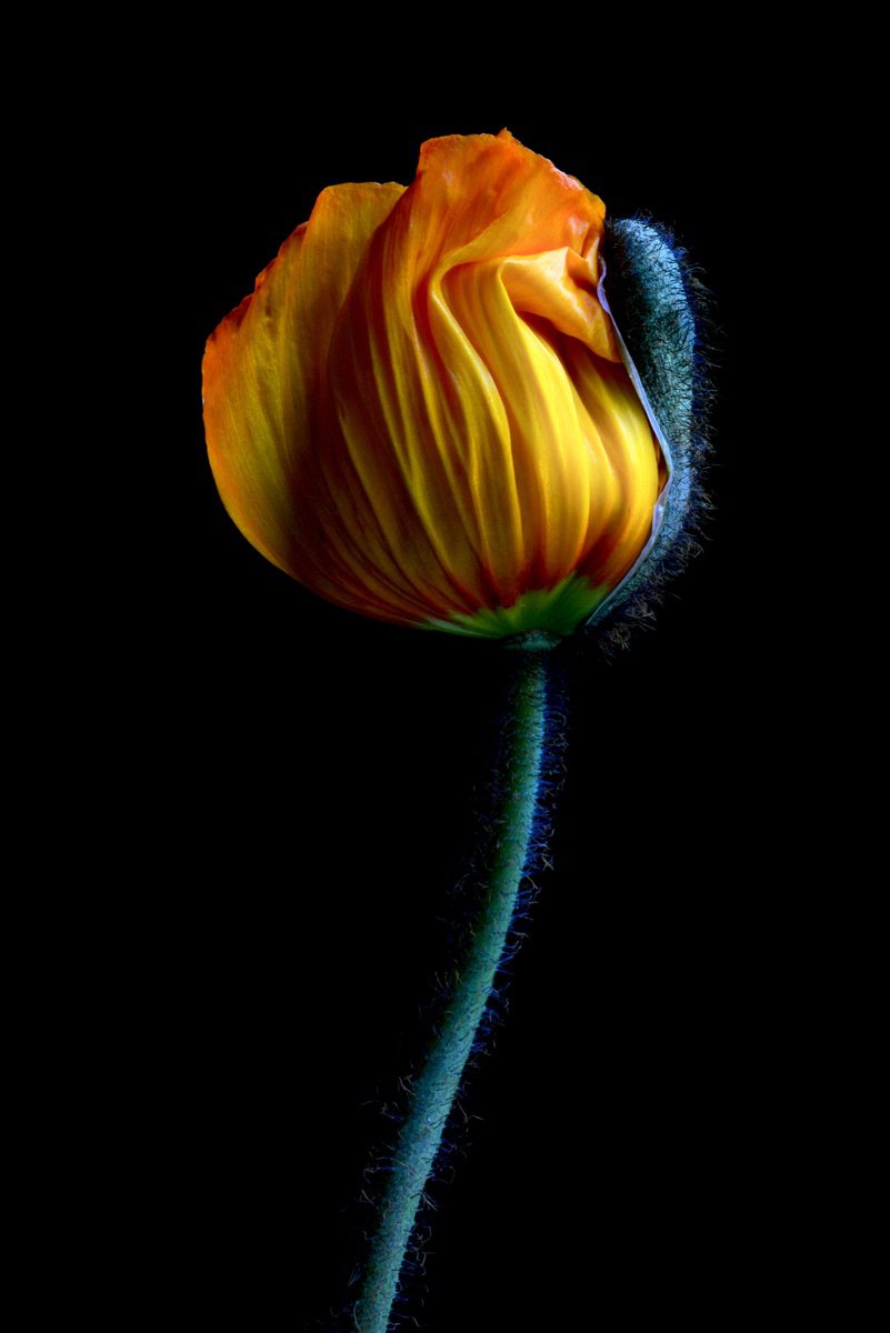 Botanical Photograph By Nadia Culph, 20 X 30", Yellow Poppy Bud, Original Artwork