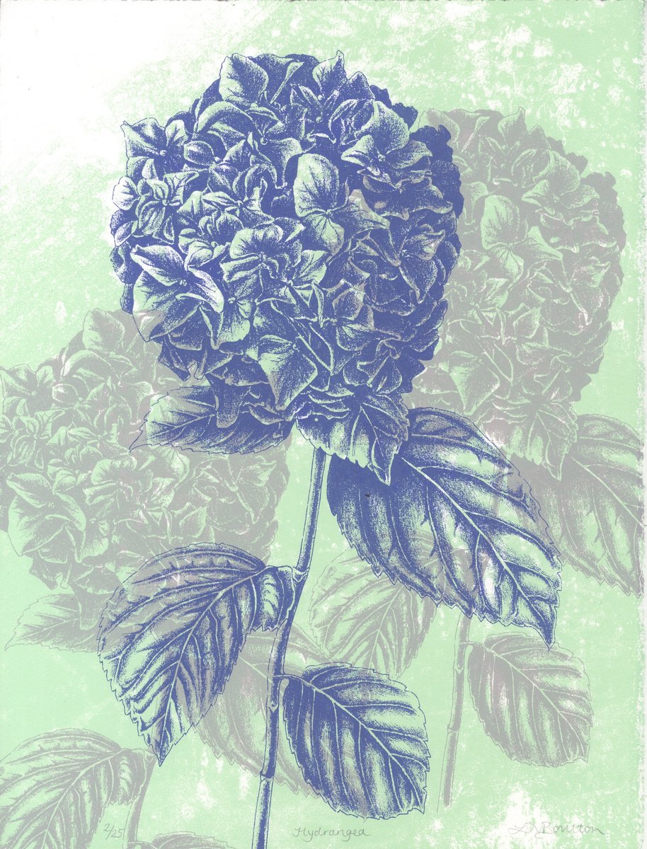 Illustrative Botanical Screenprint By Louise Boulton, 11 X 14", Hydrangea, Original Artwork
