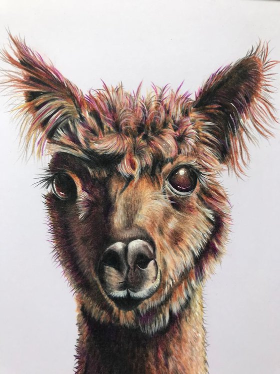 ‘Alfie’ (alpaca)