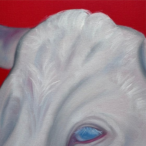White cow