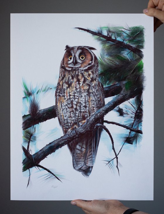 Long-eared Owl