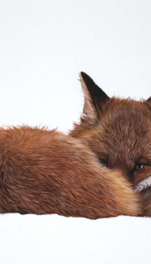 Sleeping fox in the snow by Tatjana Bril