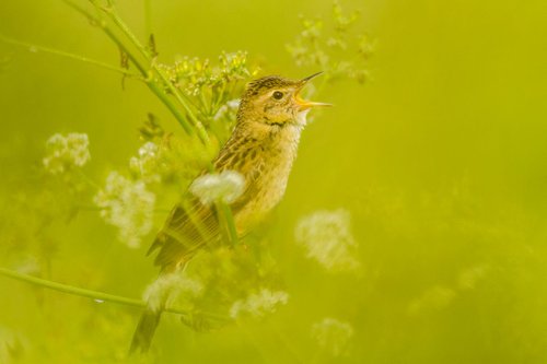 Photography | Birds | Locustella naevia by Boris Belchev