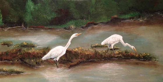 Young Great Egrets