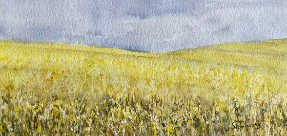 Dorset rapeseed fields