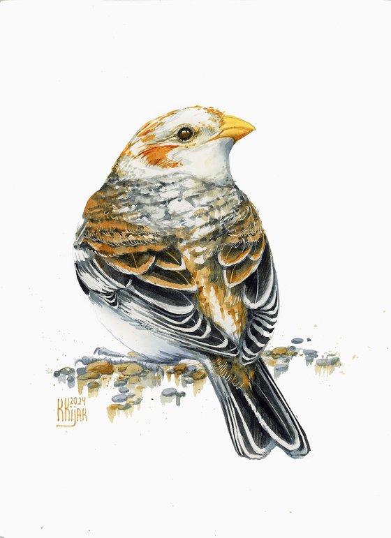 Snow Bunting