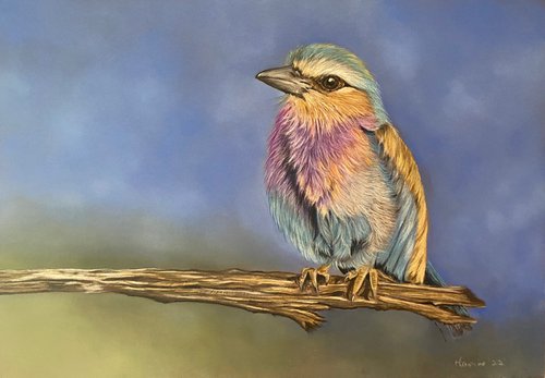 Lilac breasted roller bird painting by Maxine Taylor
