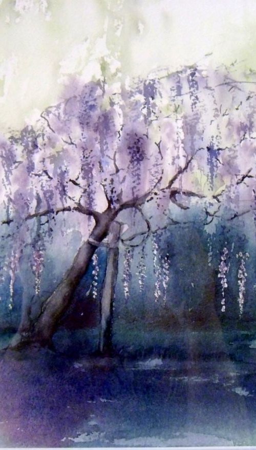 Wisteria by Diana Dabinett