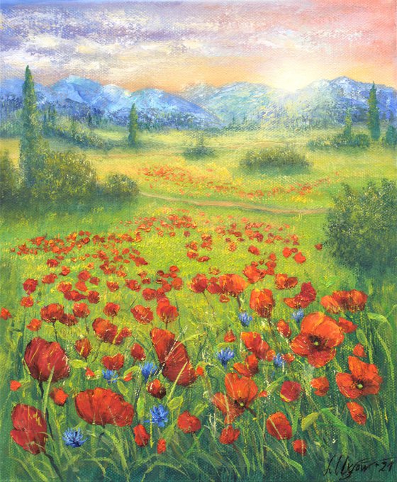 Poppy field in summer