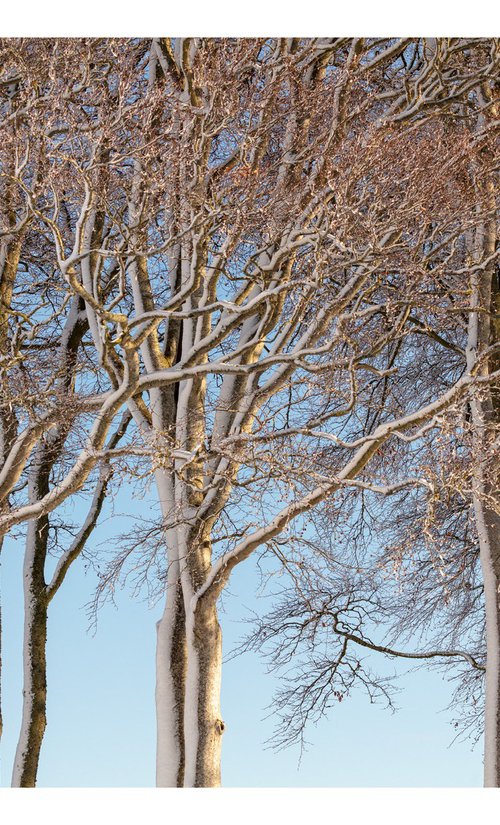 February Trees by David Baker