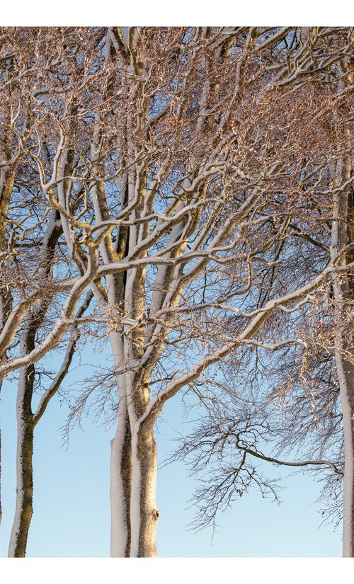 February Trees I by David Baker