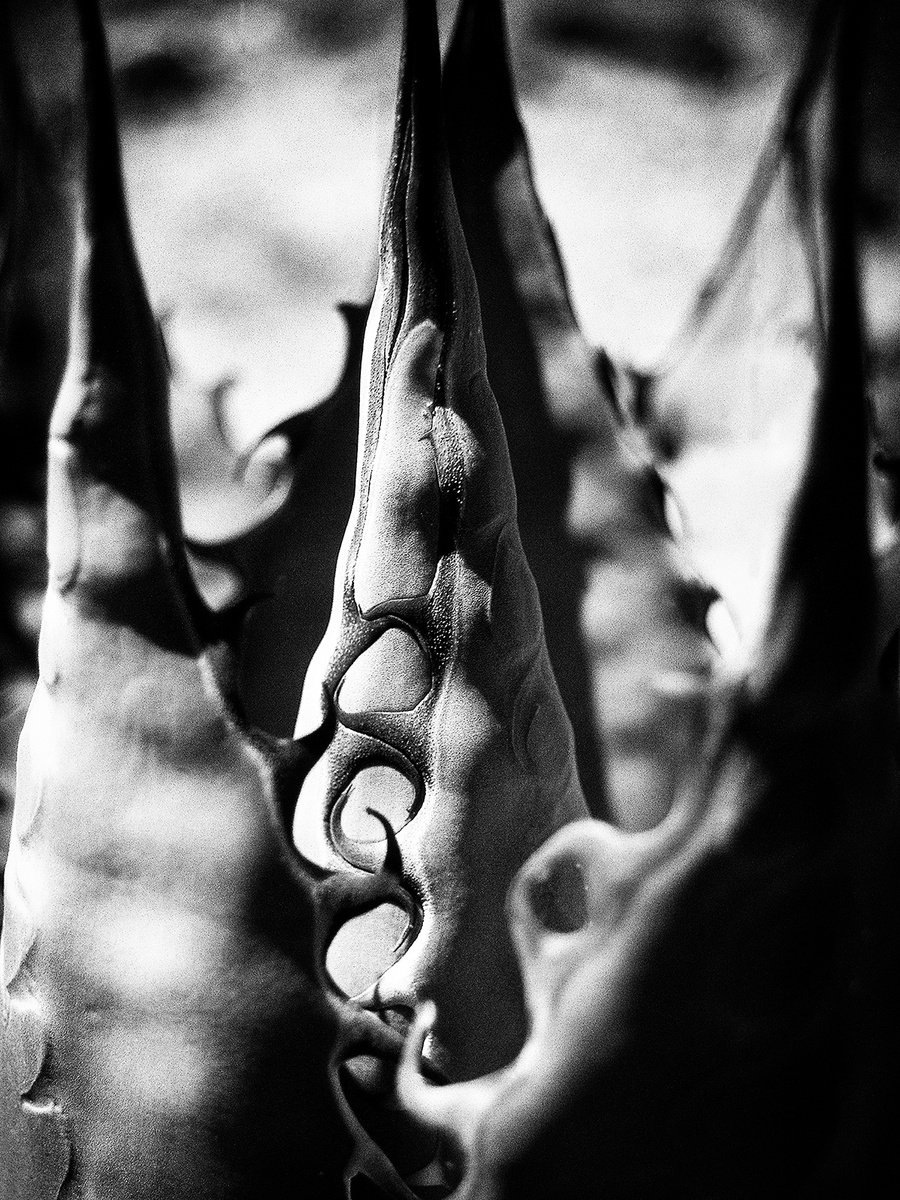 Photorealistic Botanical Photograph By Heike Bohnstengel, 16 X 20, Agave, Mojave Desert, Original Artwork