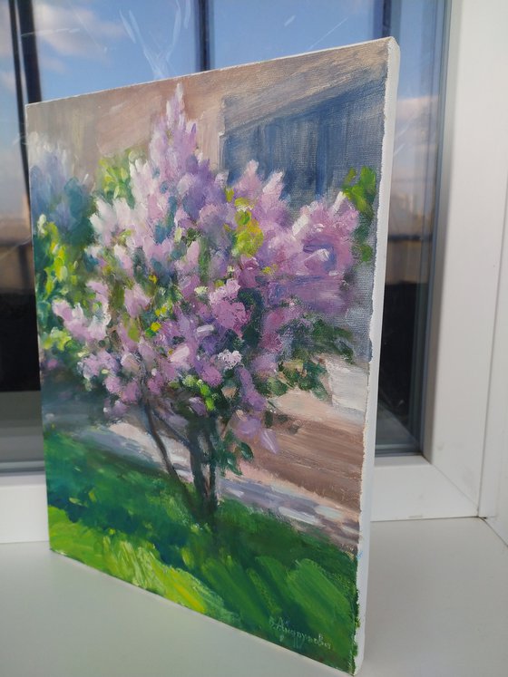 Kharkiv lilac