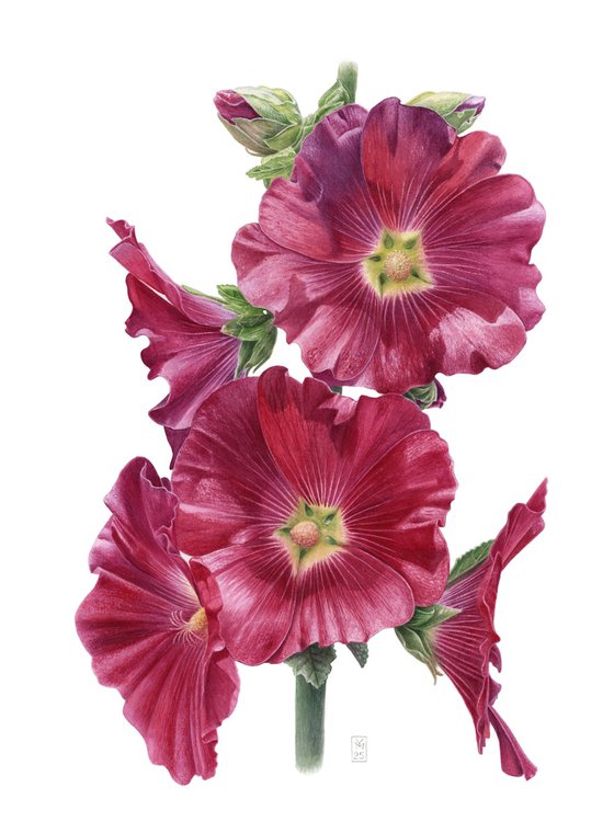 Malva