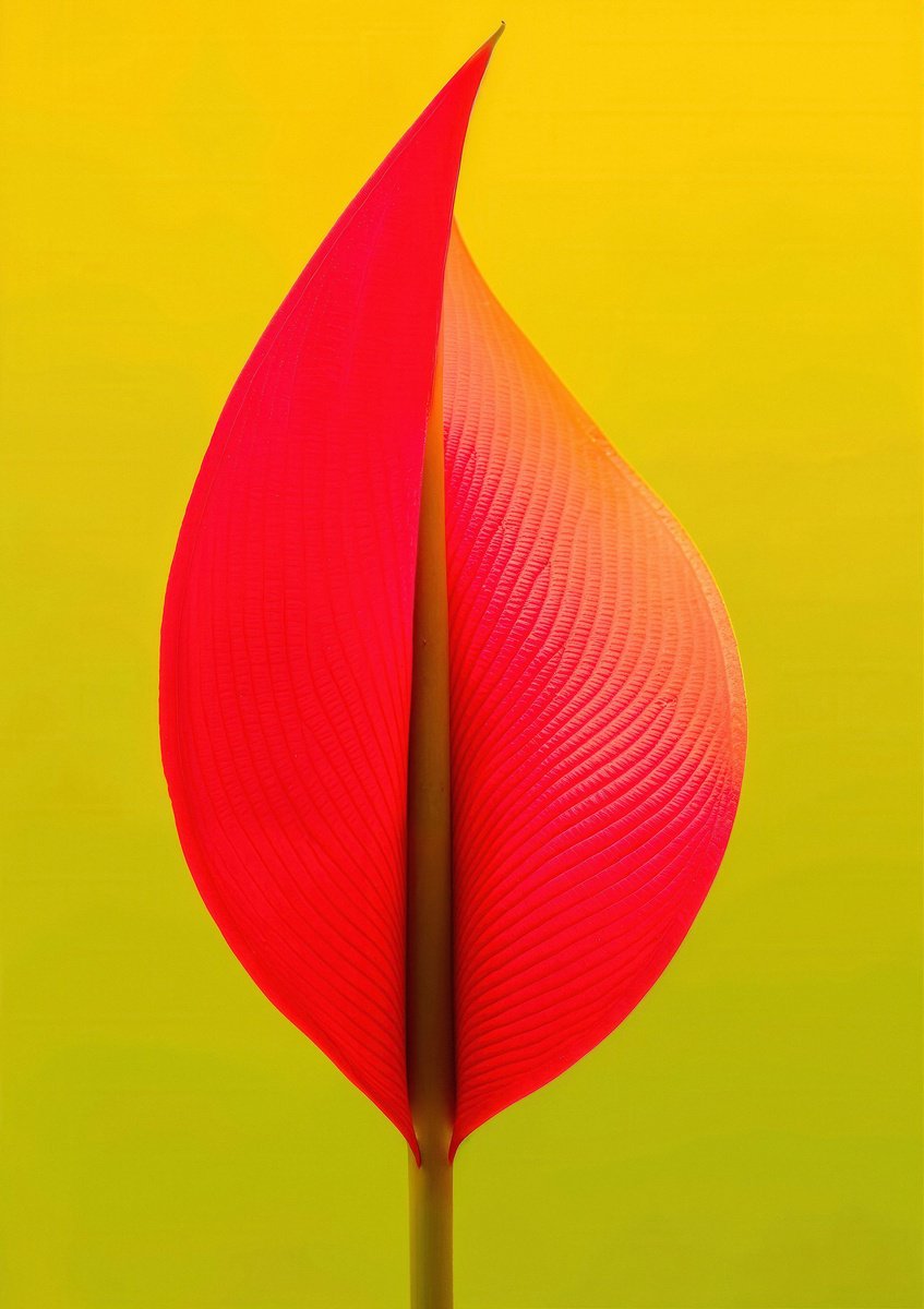 Surrealistic Photograph , Floral Expressionism Xiv By Richard Gibson, 13 X 16, Artwork For Sale On Artfinder