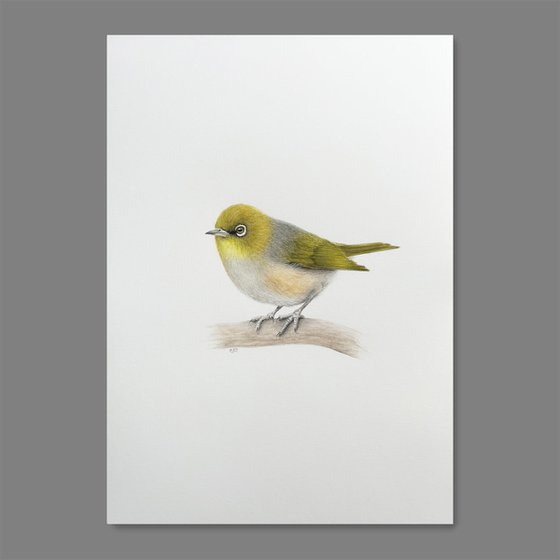 Silvereye Bird